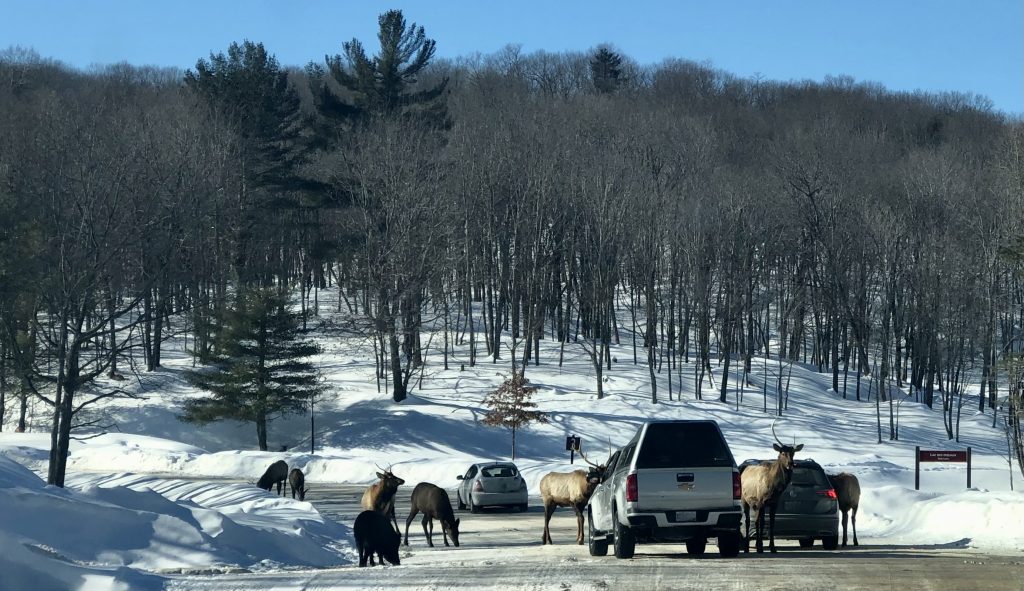 Voiture avec des cerfs