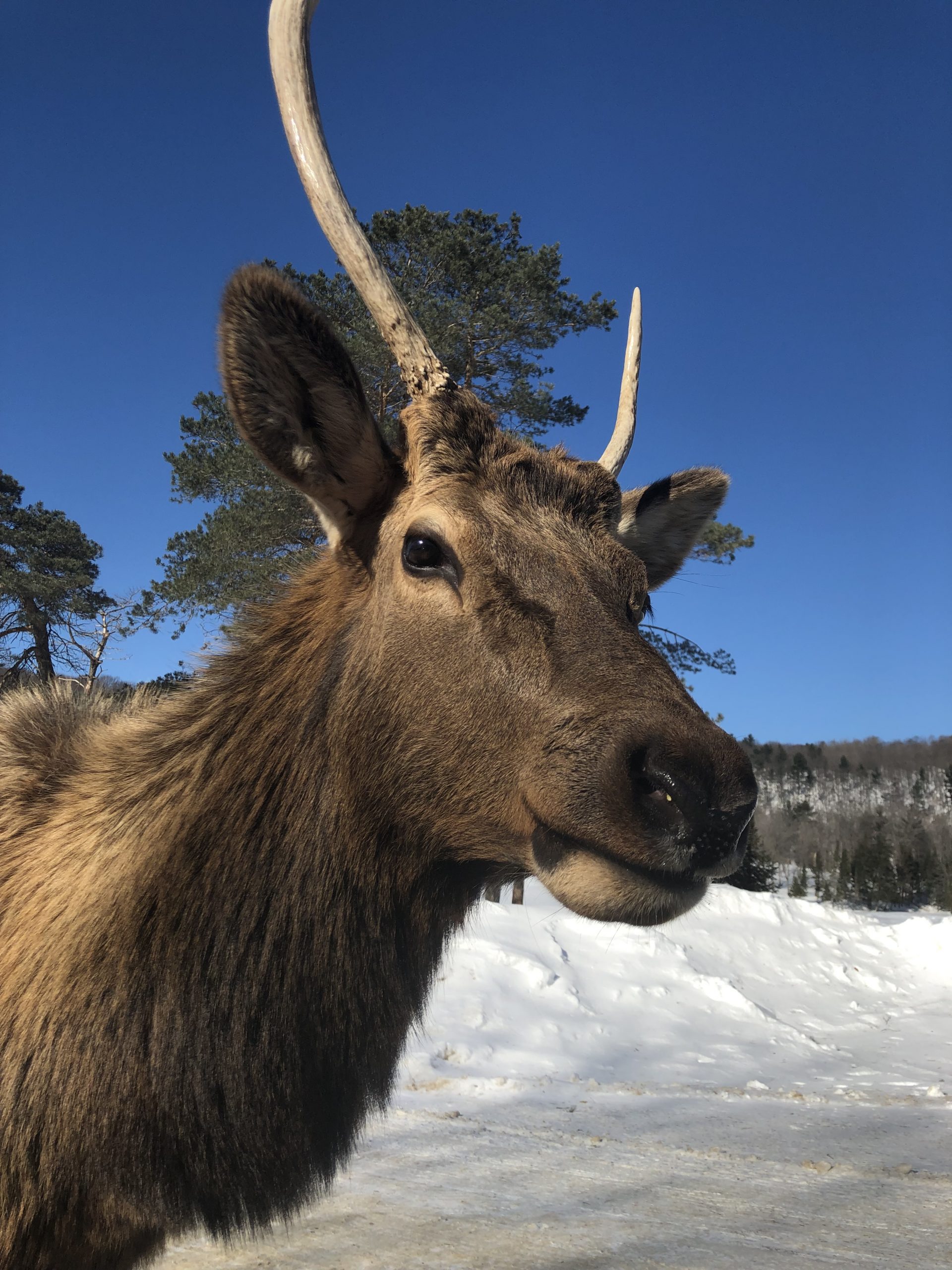 À la rencontre de la faune québécoise au Parc Oméga
