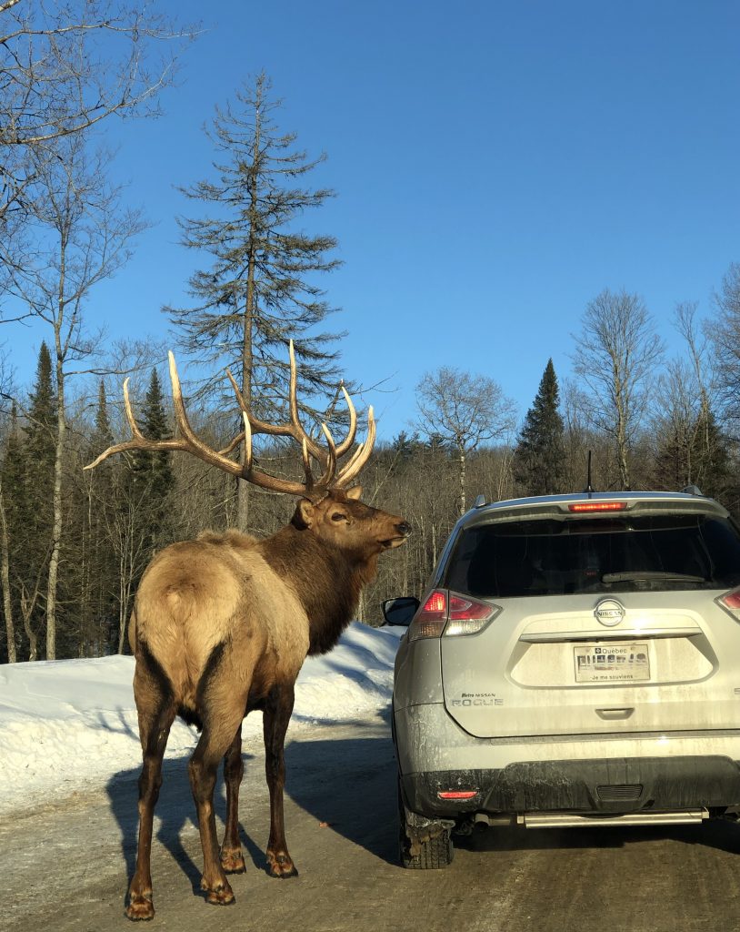 Cerf près d'une voiture